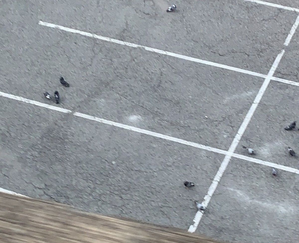 カワラバト（ドバト、家畜型） - ML646407454