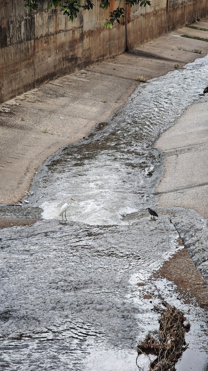 Black-crowned Night Heron - ML646407455