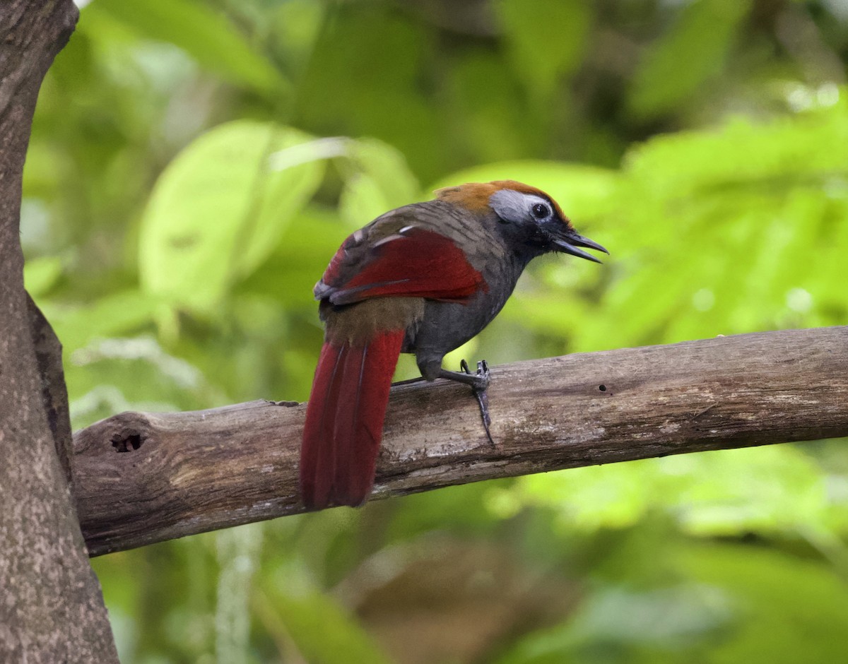 アカオガビチョウ - ML646407456