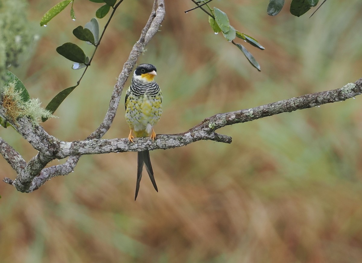 ツバメカザリドリ（boliviana） - ML646407457