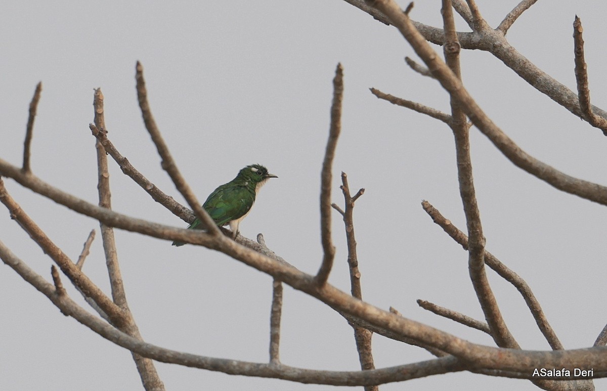 シロハラミドリカッコウ - ML646407458