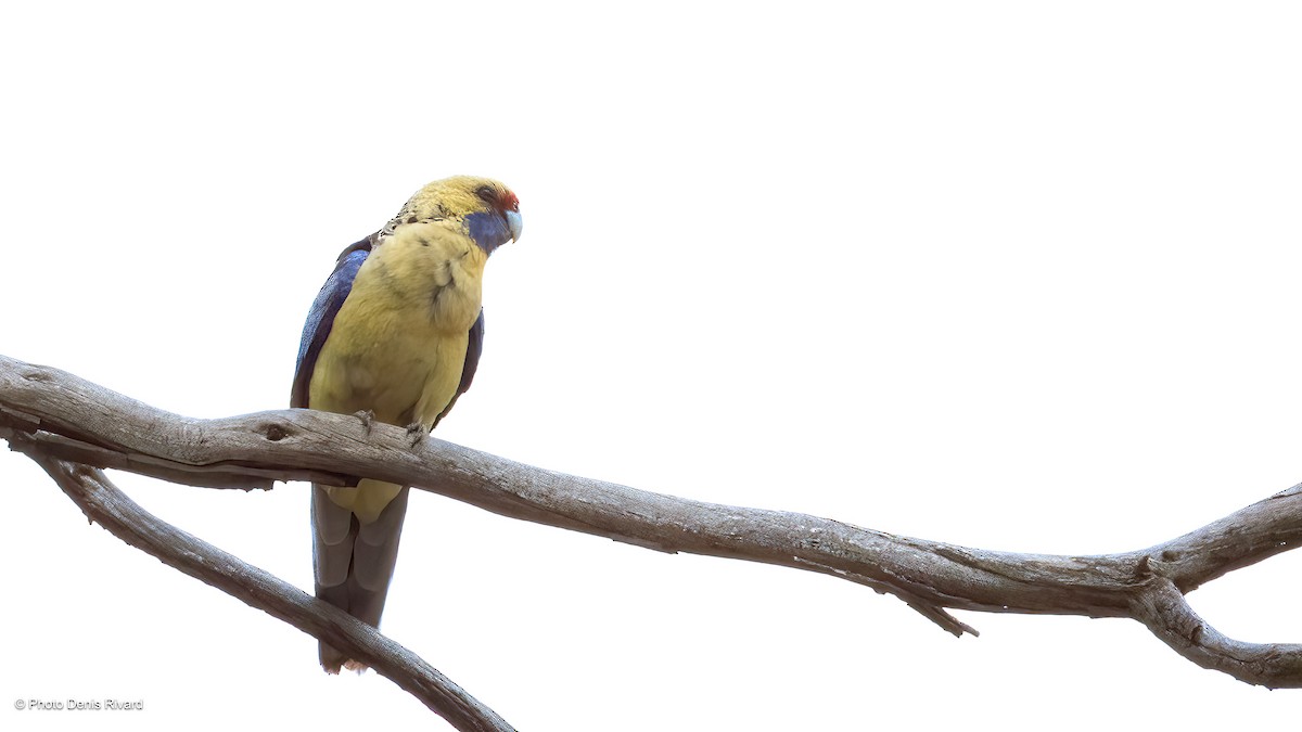 アカクサインコ（flaveolus） - ML646407459