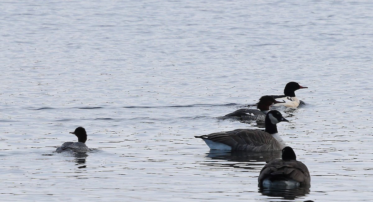 Common Merganser - ML646407461