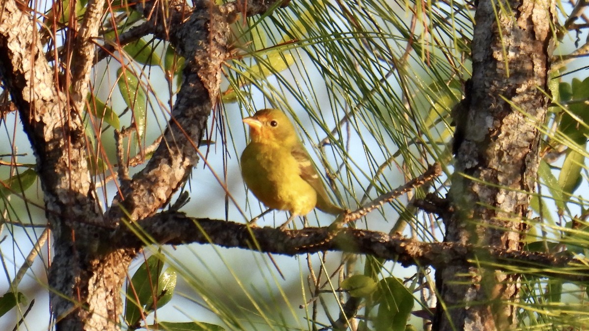 Western Tanager - ML646407462