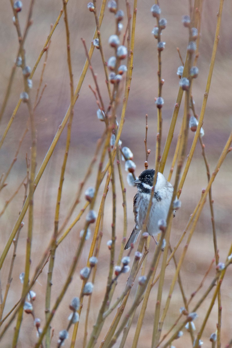 Цагаан хүзүүт хөмрөг - ML646407463