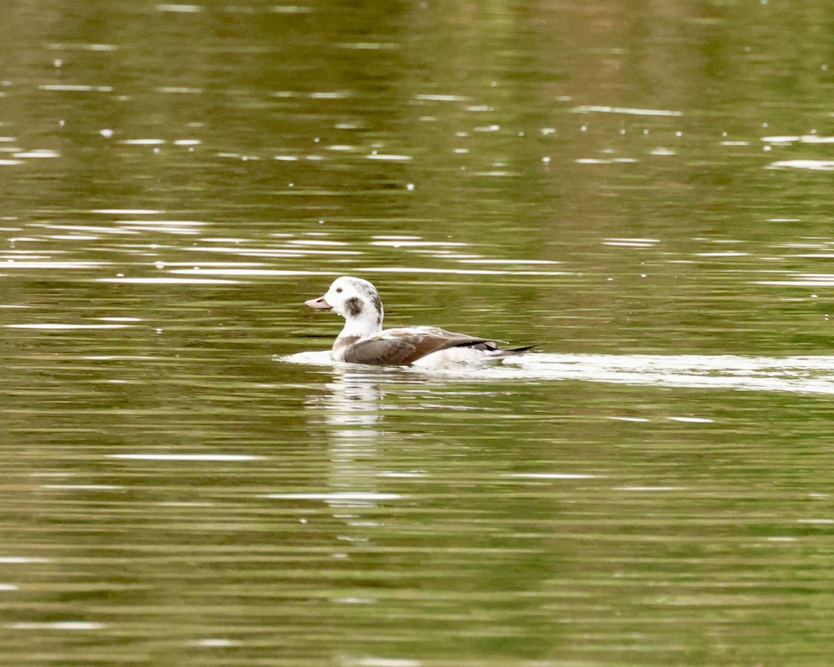Long-tailed Duck - ML646407464