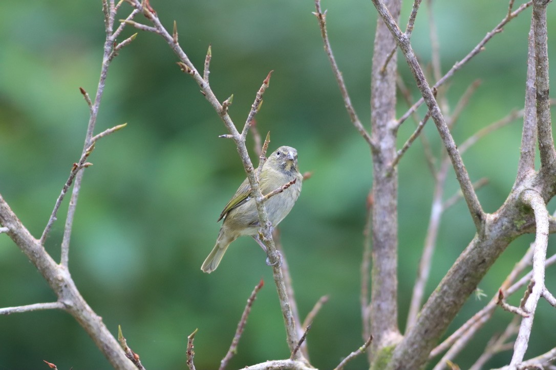 Yellow-faced Grassquit - ML646407471