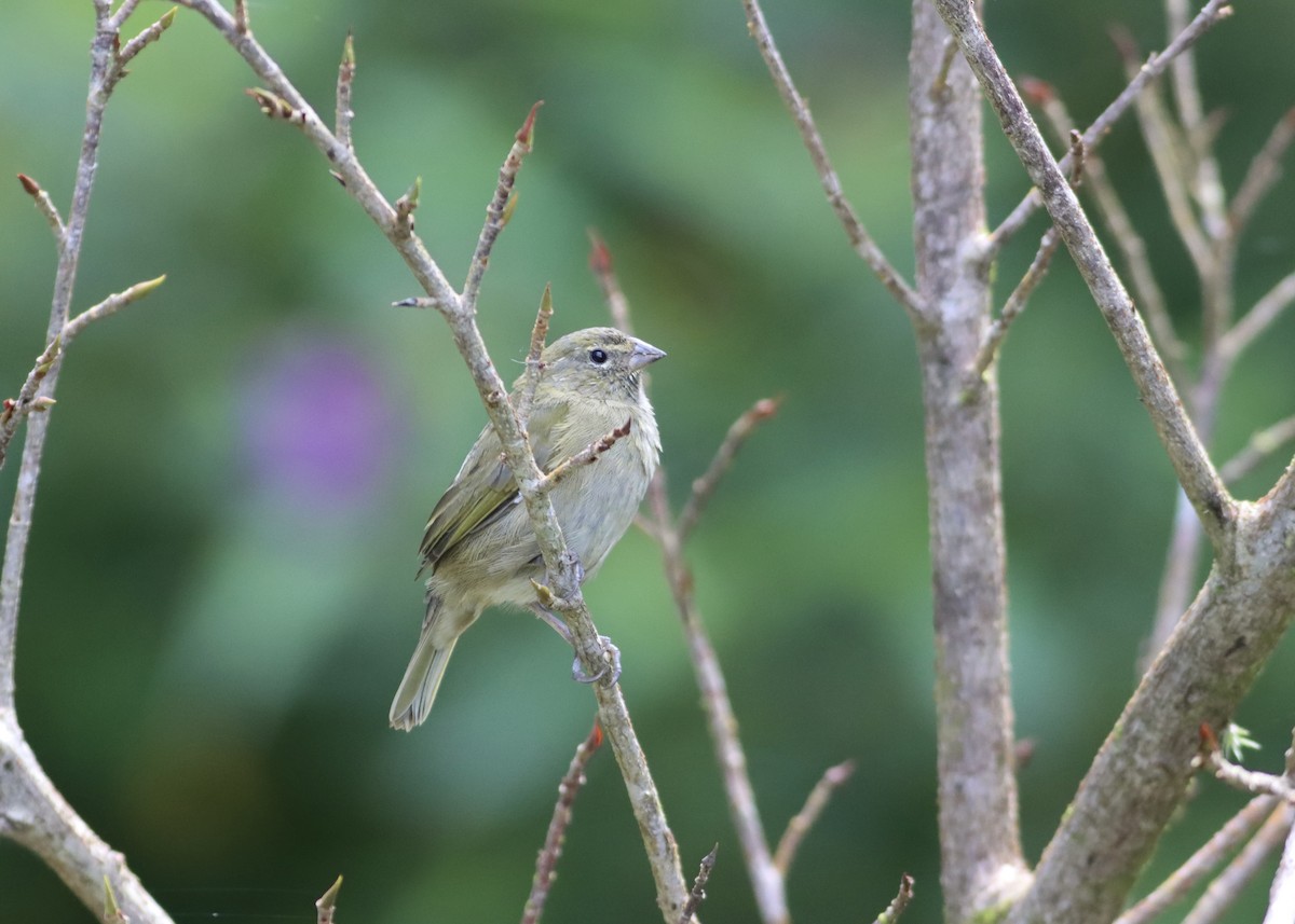 Yellow-faced Grassquit - ML646407474