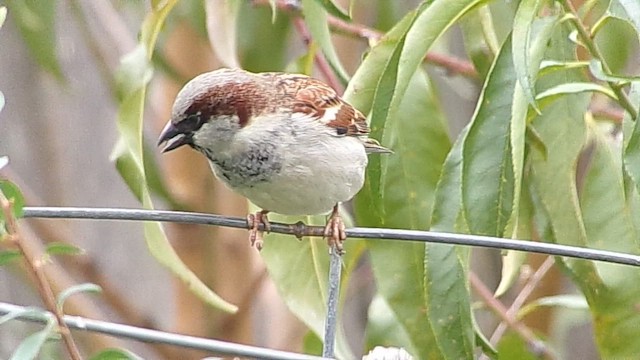 vrabec domácí - ML646407482