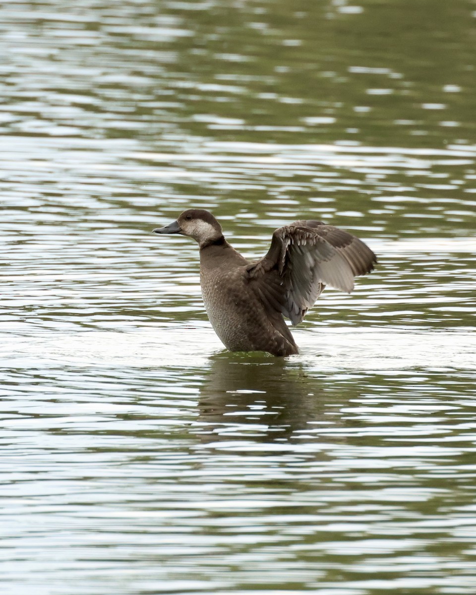 Black Scoter - ML646407483