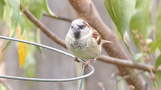 vrabec domácí - ML646407484