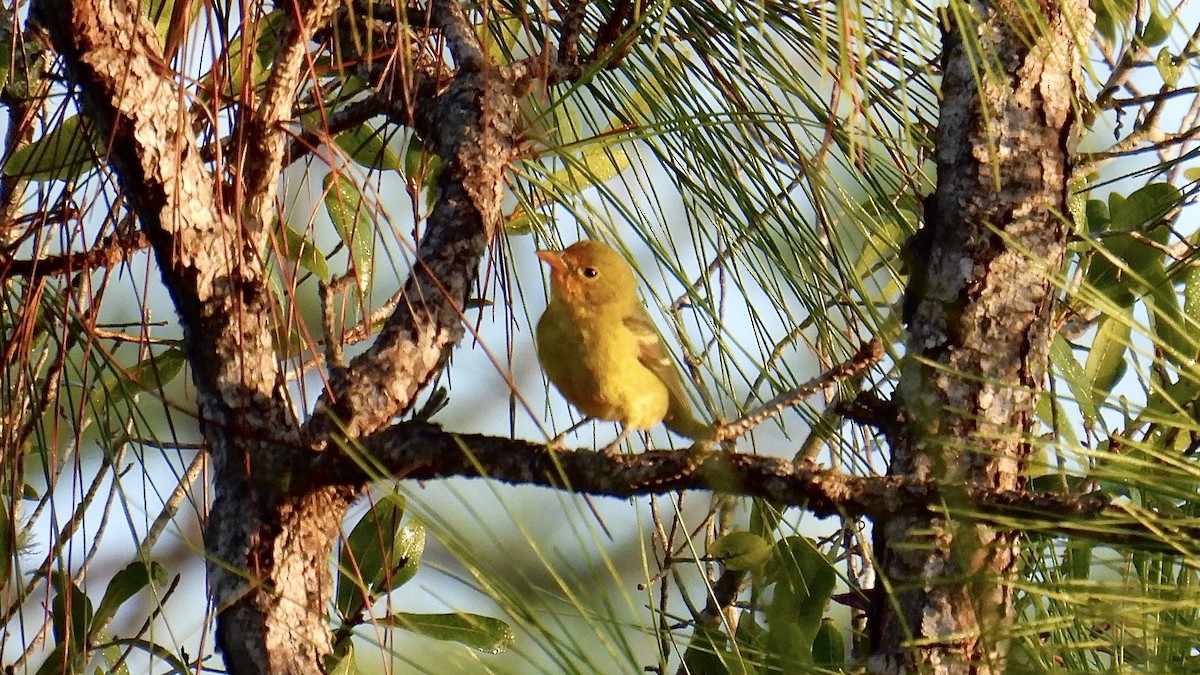 Western Tanager - ML646407485