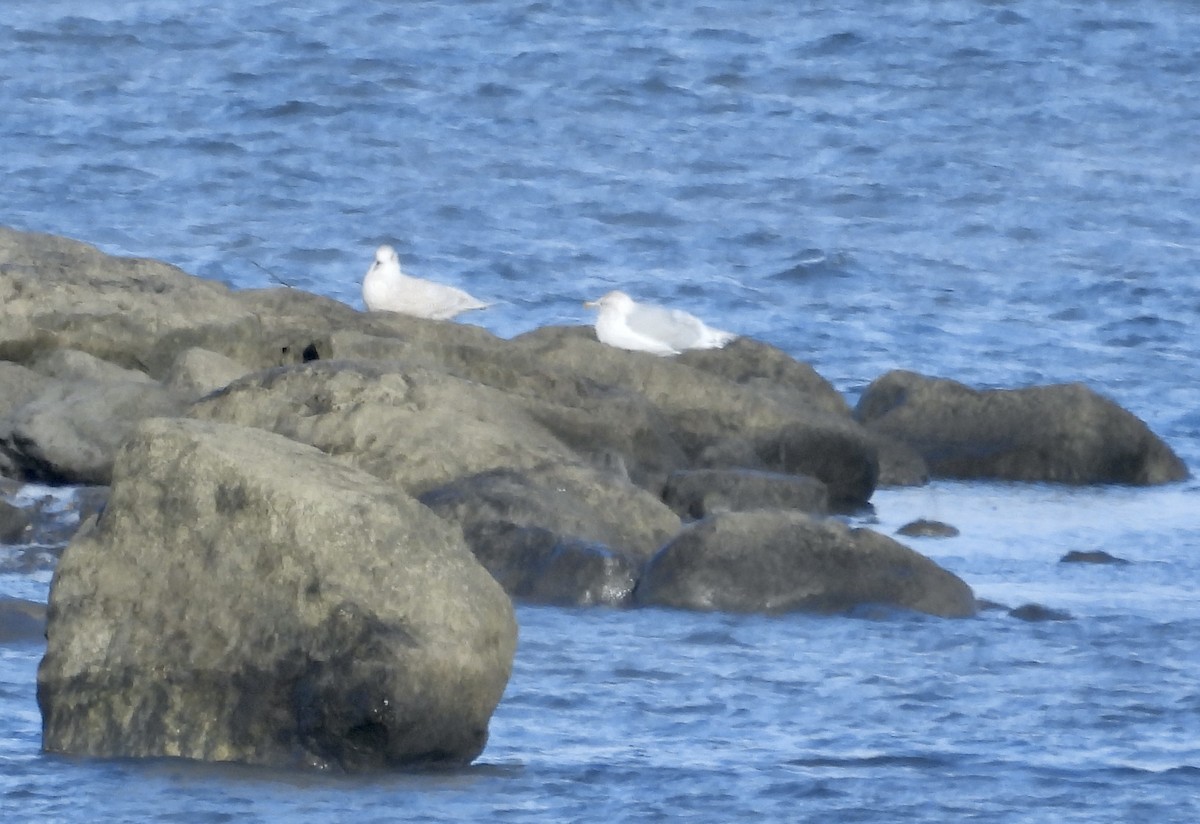 アイスランドカモメ - ML646407486