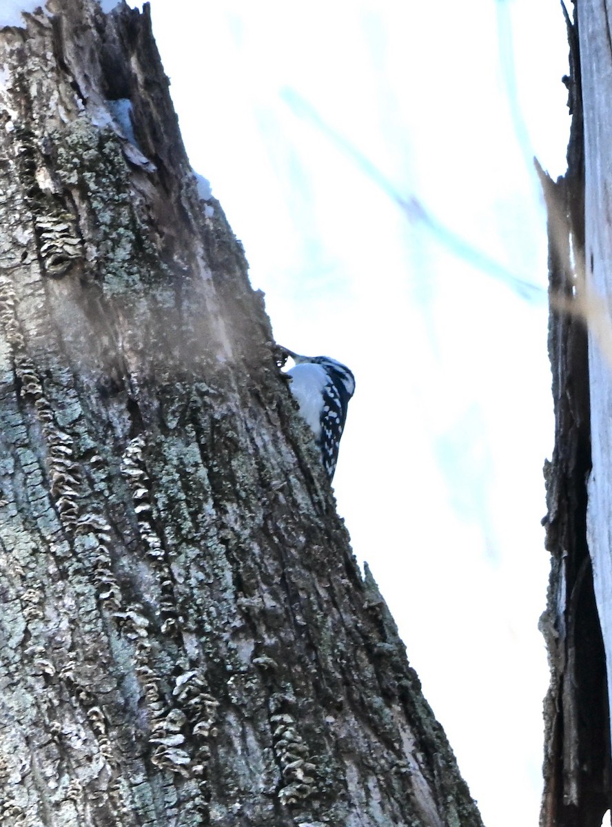 Hairy Woodpecker - ML646407487