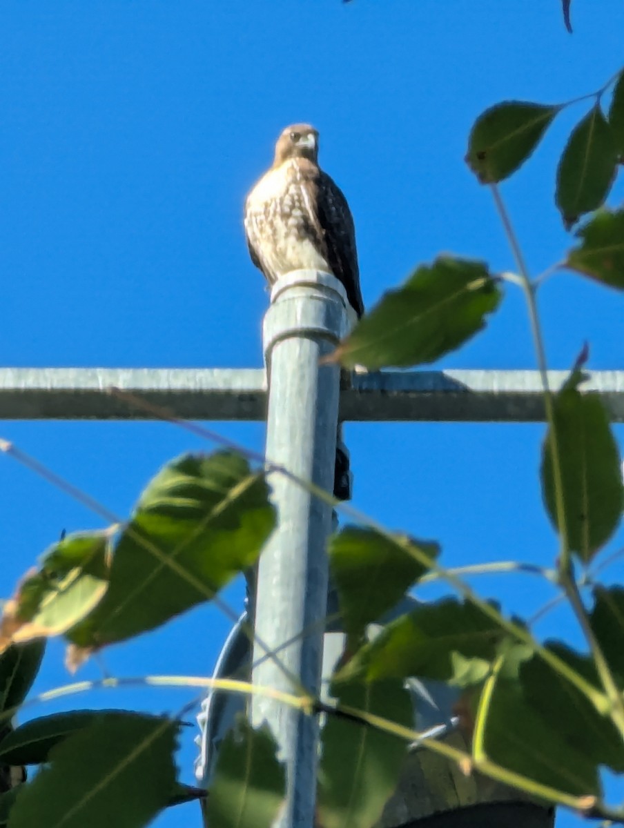 Red-tailed Hawk - ML646407489