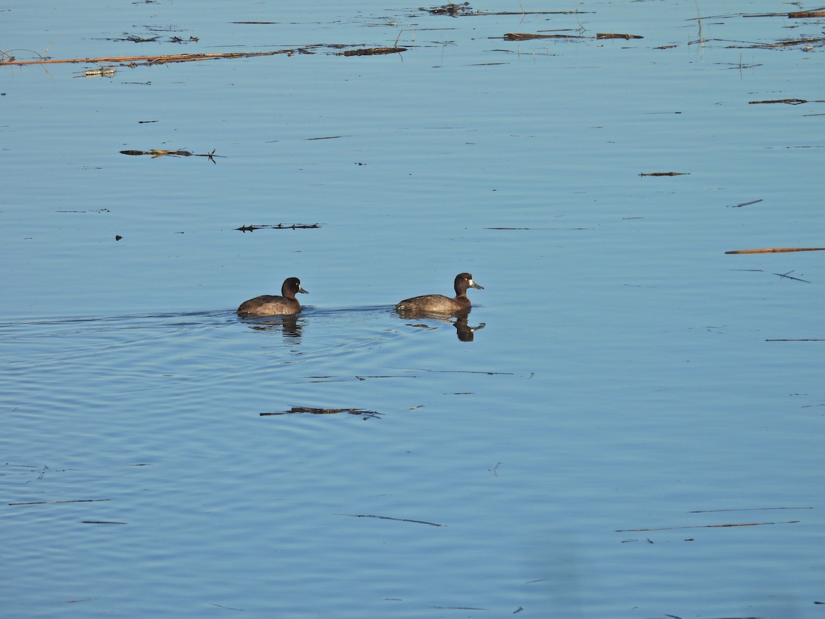 コスズガモ - ML646407490