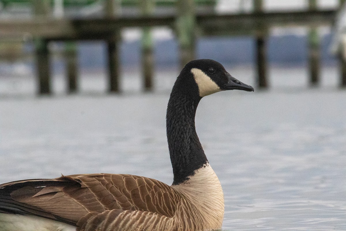 Canada Goose - ML646407491