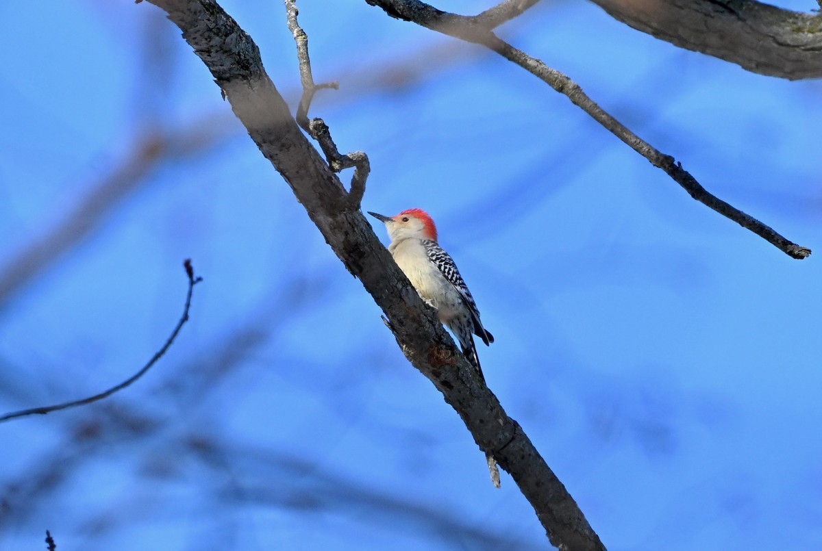 Red-bellied Woodpecker - ML646407492