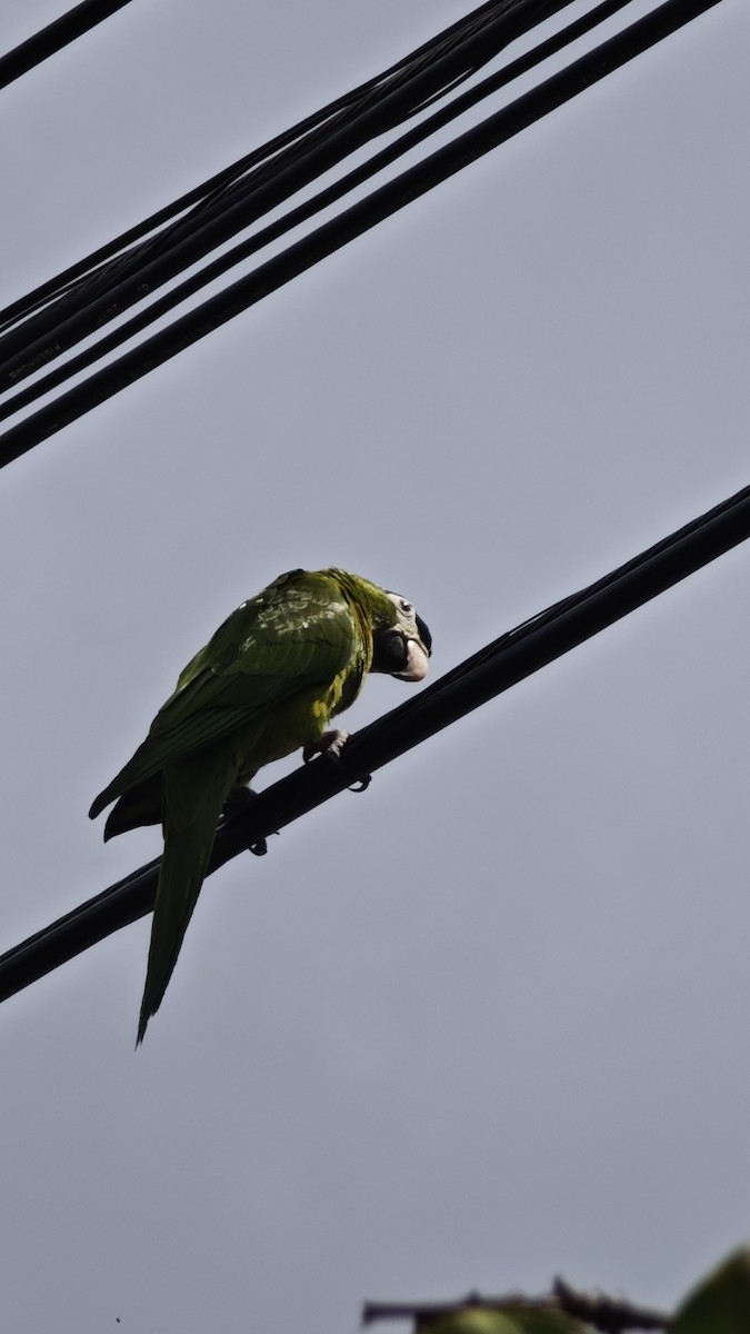 Red-shouldered Macaw - ML646407496