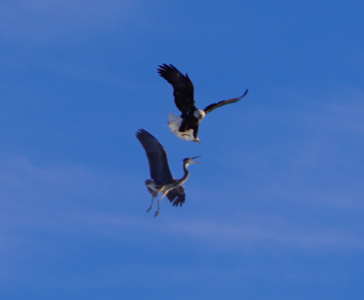 Bald Eagle - ML646407498