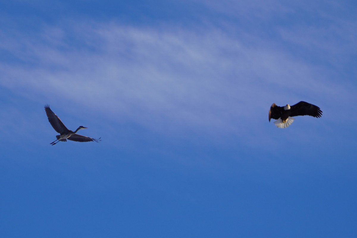 Bald Eagle - ML646407499