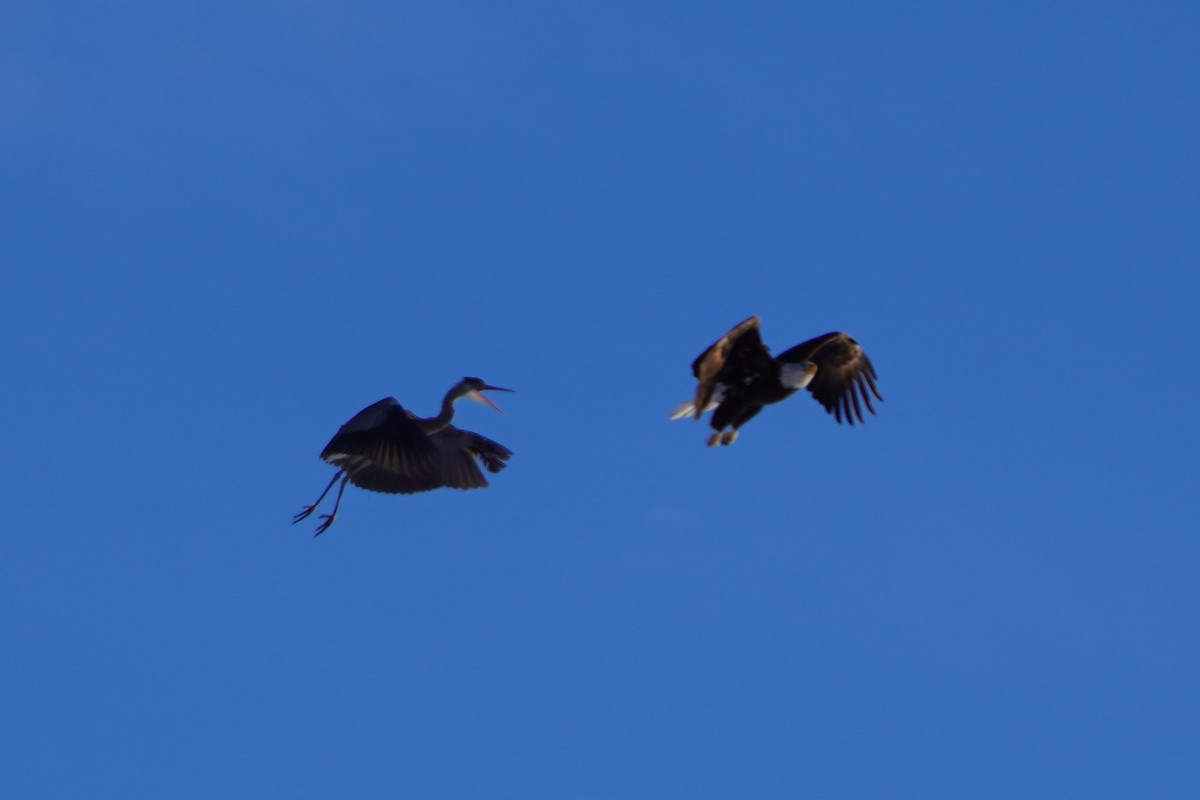 Bald Eagle - ML646407500