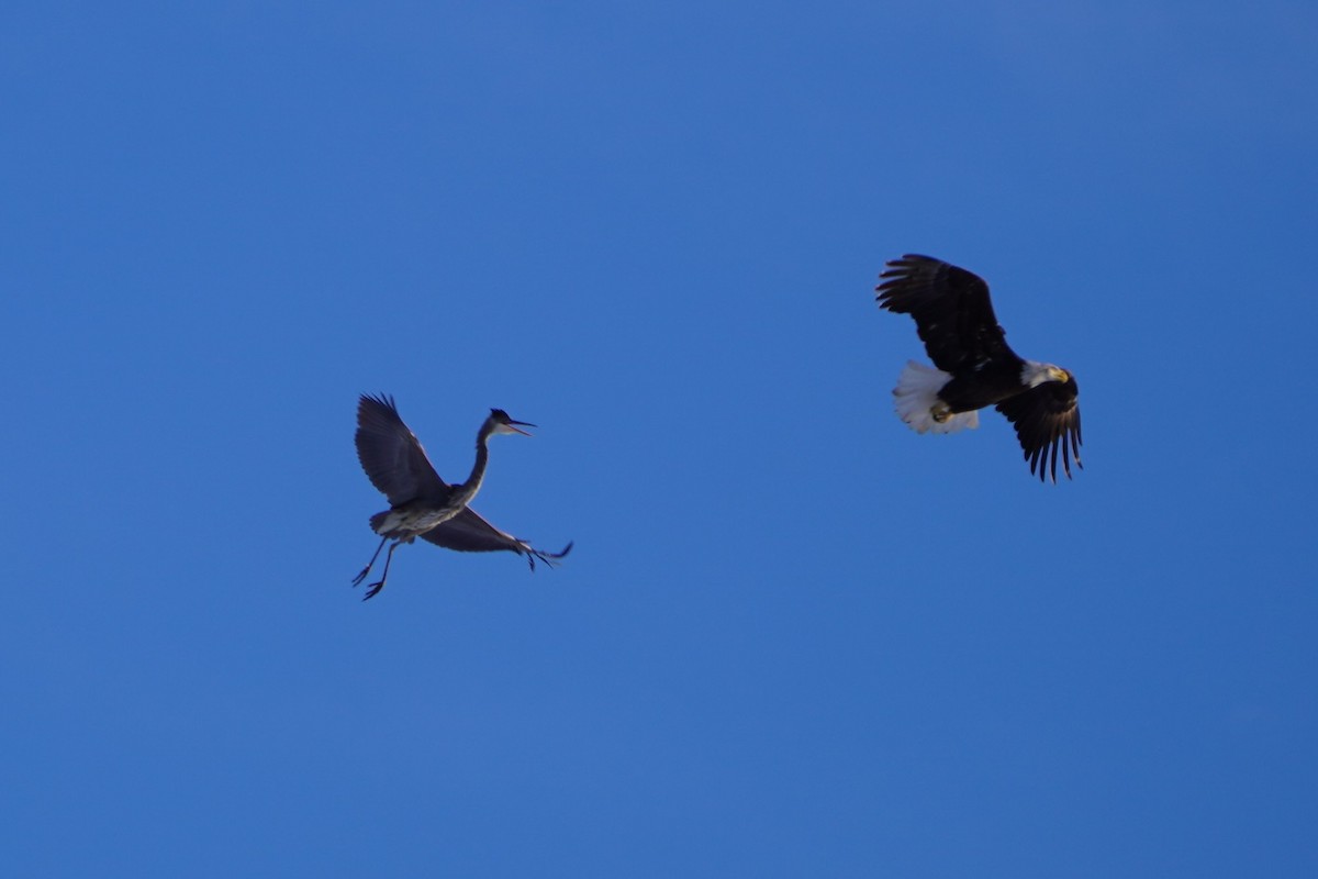 Bald Eagle - ML646407501