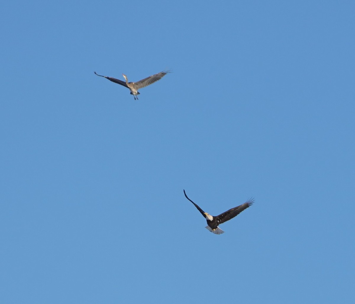 Bald Eagle - ML646407502