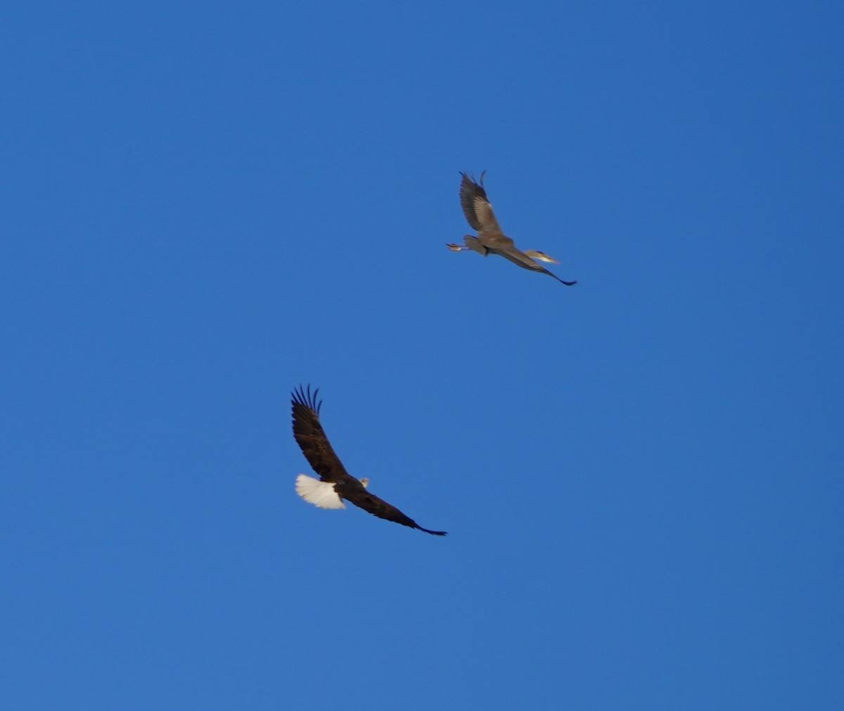 Bald Eagle - ML646407503