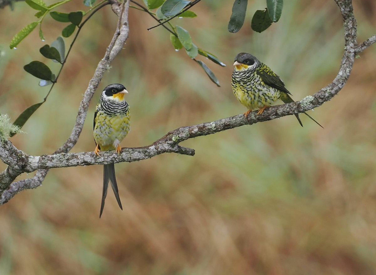 Kırlangıç Kuyruklu Kotinga (boliviana) - ML646407504