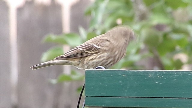 hýl rudoprsý - ML646407520