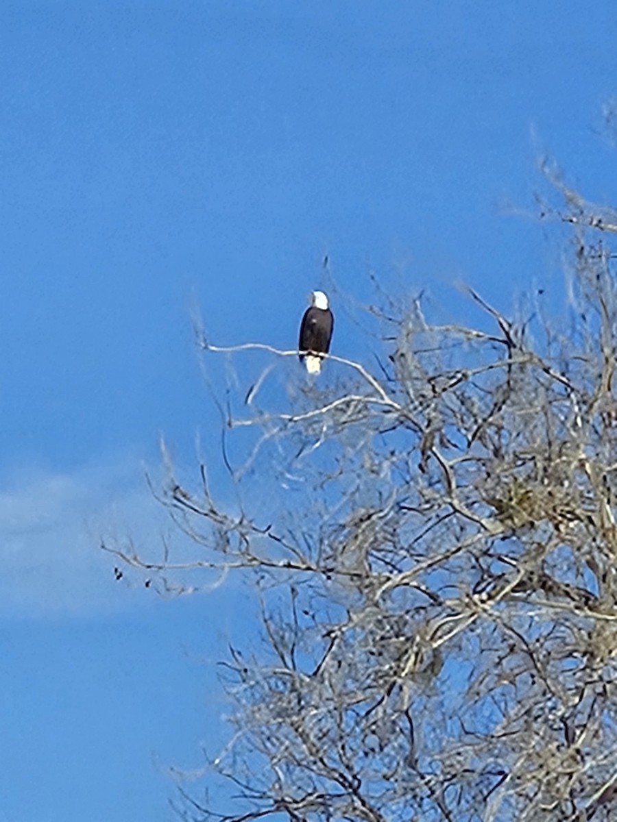 Bald Eagle - ML646407522