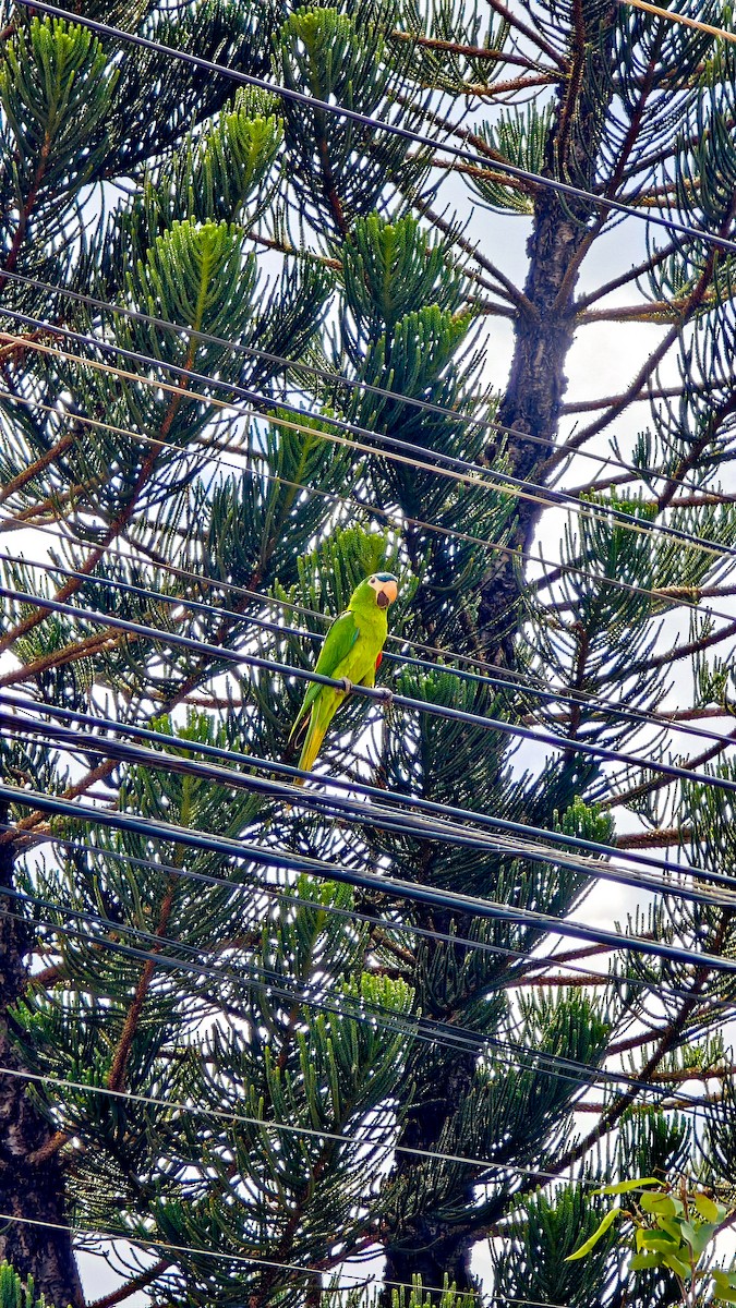 Red-shouldered Macaw - ML646407524