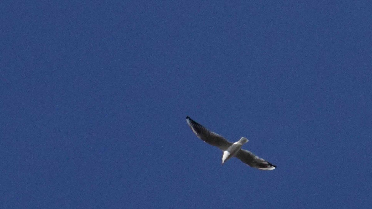Black-headed Gull - ML646407527
