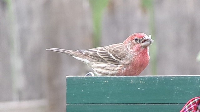 hýl rudoprsý - ML646407538