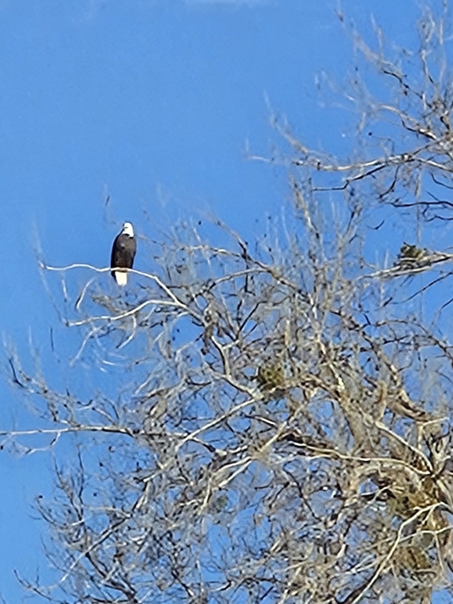 Bald Eagle - ML646407541
