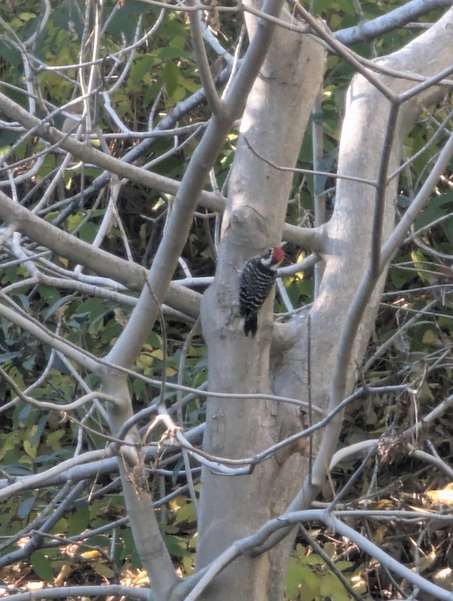 Nuttall's Woodpecker - ML646407543