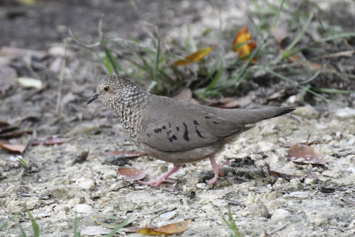 Common Ground Dove - ML646407545