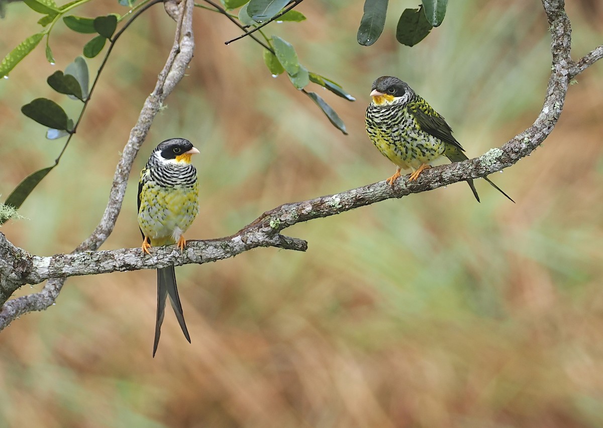 Kırlangıç Kuyruklu Kotinga (boliviana) - ML646407547