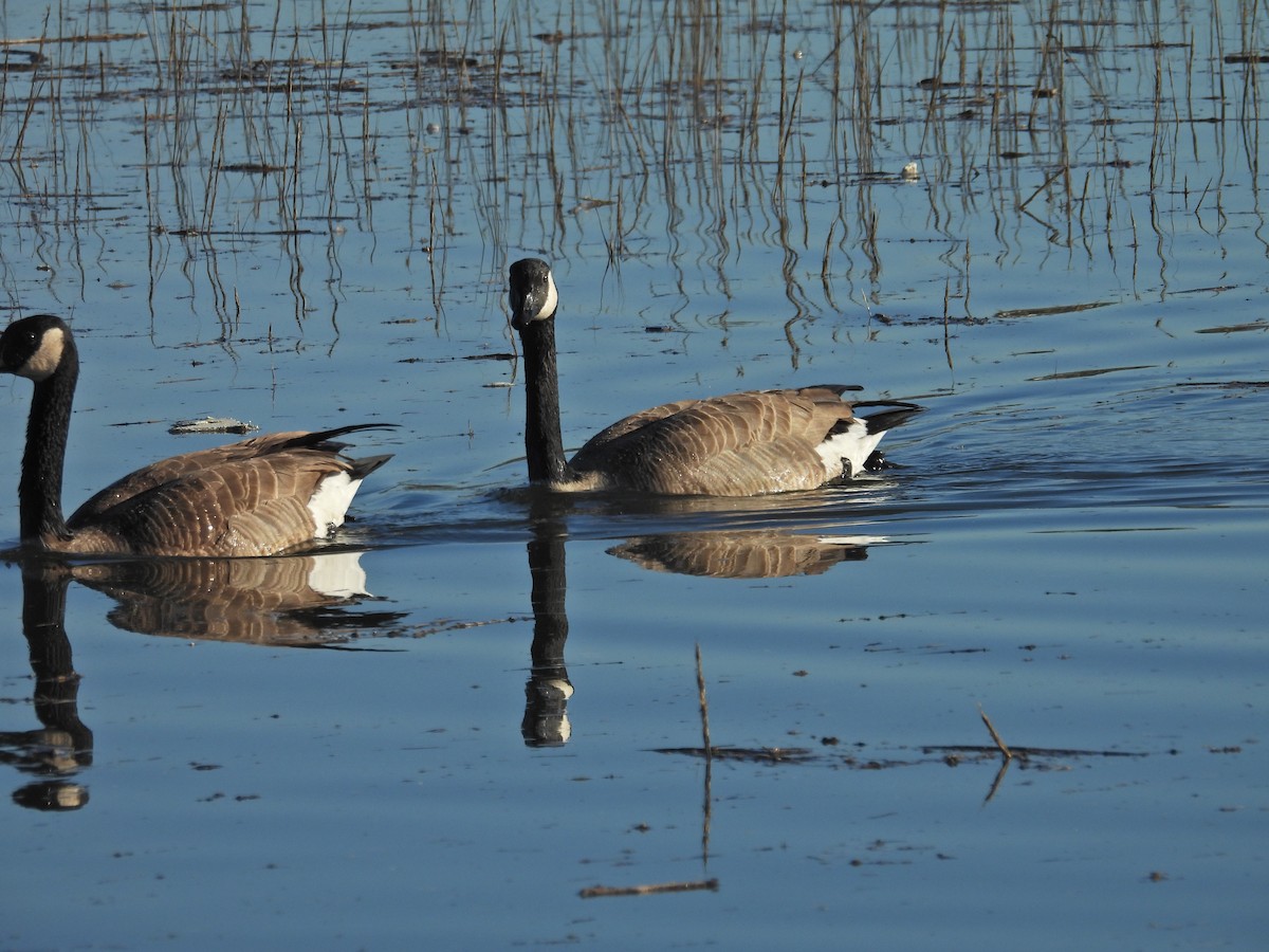 カナダガン - ML646407548