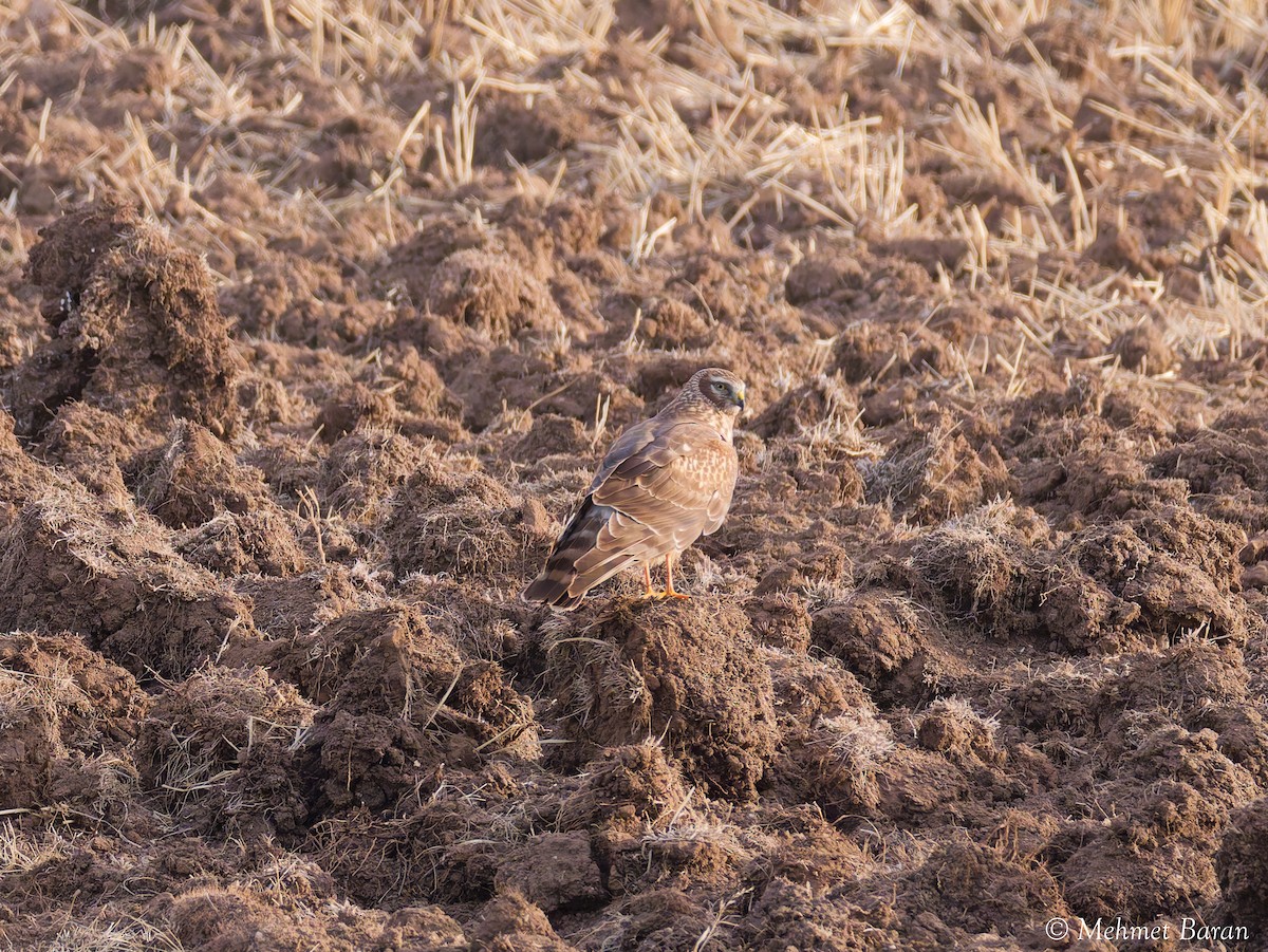 灰澤鵟 - ML646407550