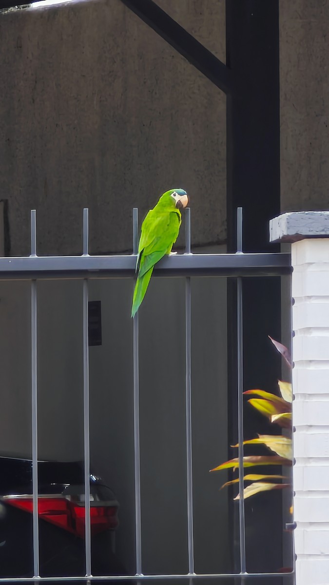 Red-shouldered Macaw - ML646407551