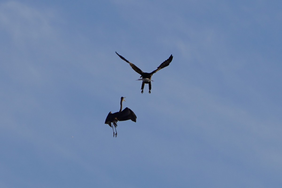 Bald Eagle - ML646407555