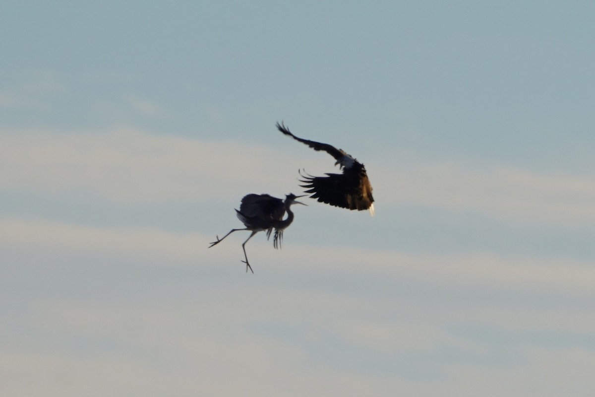Bald Eagle - ML646407557