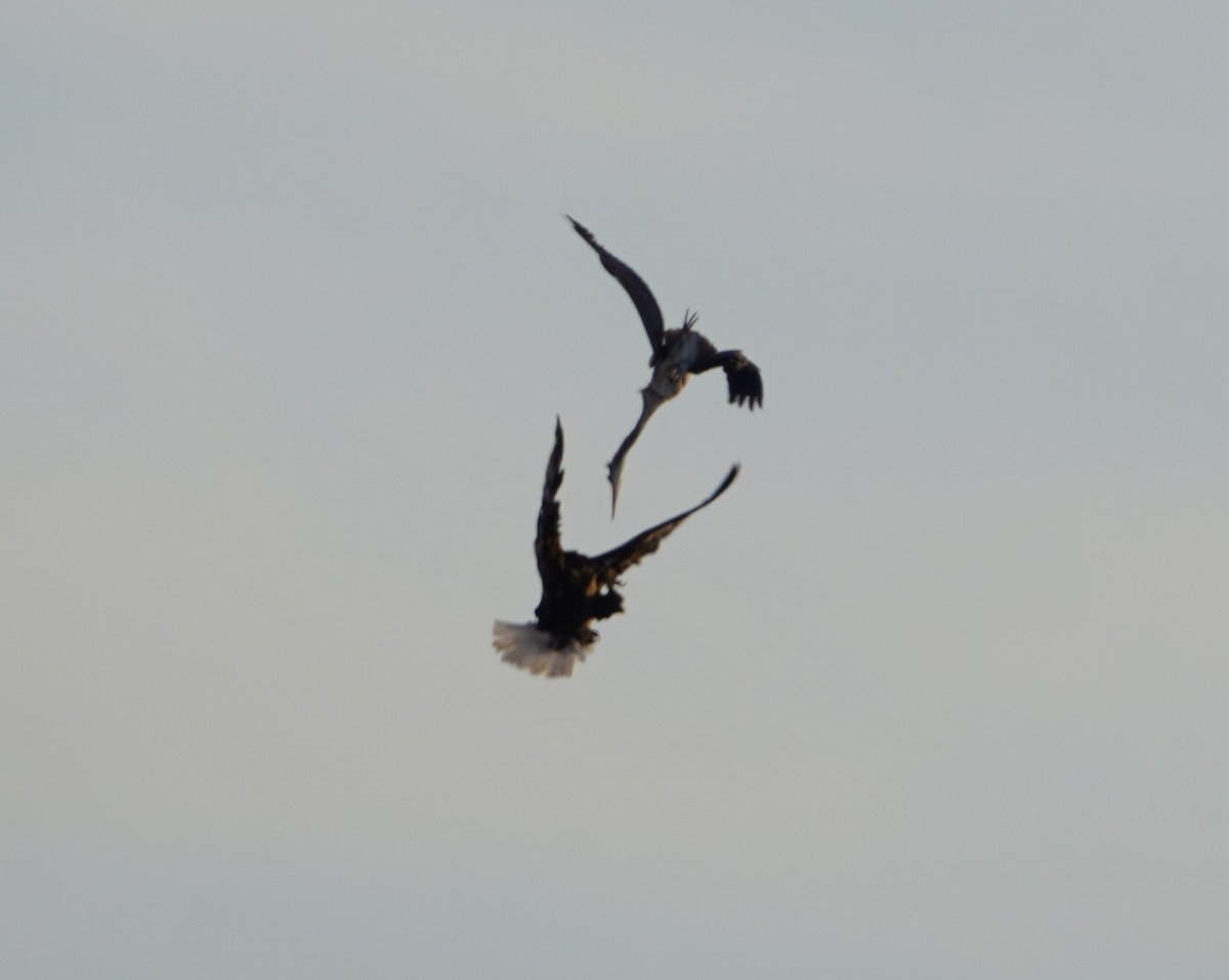 Bald Eagle - ML646407558