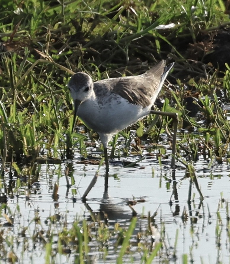 Marsh Sandpiper - ML646407559