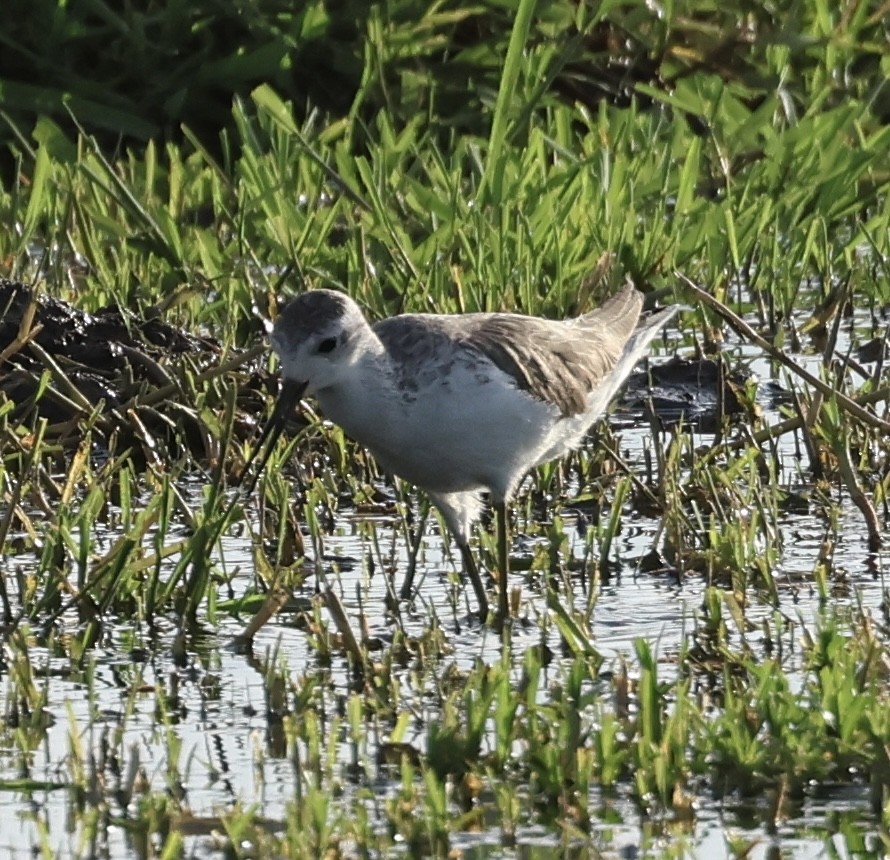 Marsh Sandpiper - ML646407560