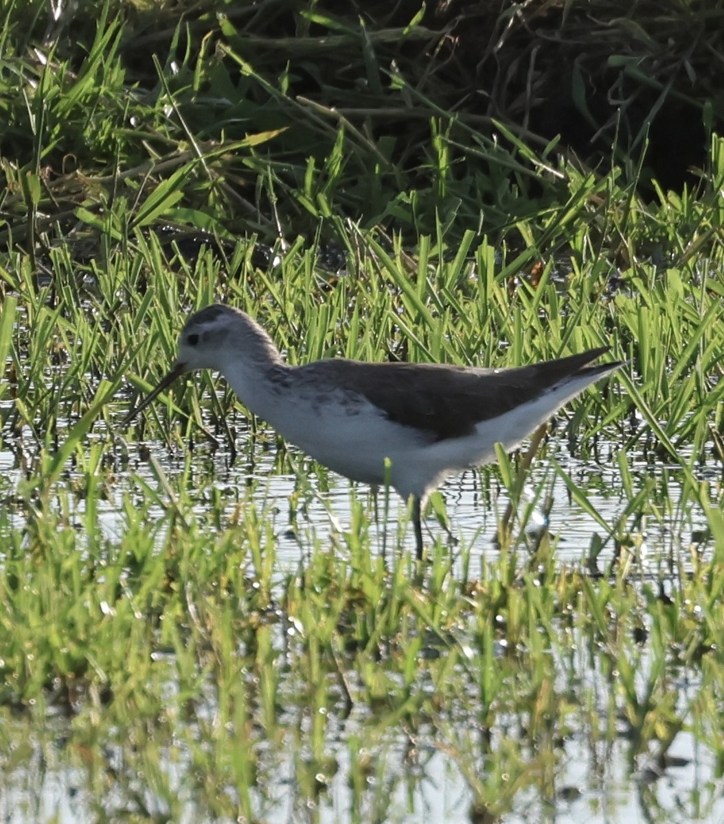 Marsh Sandpiper - ML646407561