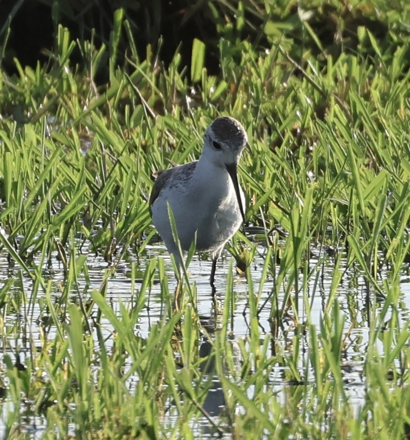 Marsh Sandpiper - ML646407562