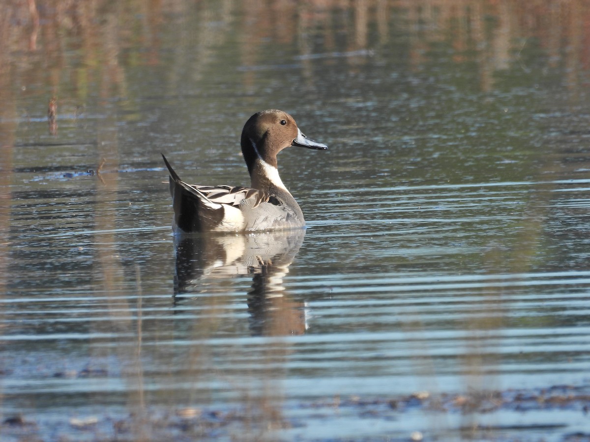 オナガガモ - ML646407567